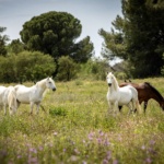 BON CADEAU TROUPEAU EQUICOACHING MONTPELLIER RISE-UP Equicoaching