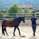 Montpellier Equicoaching Nature Chevaux Coaching professionel