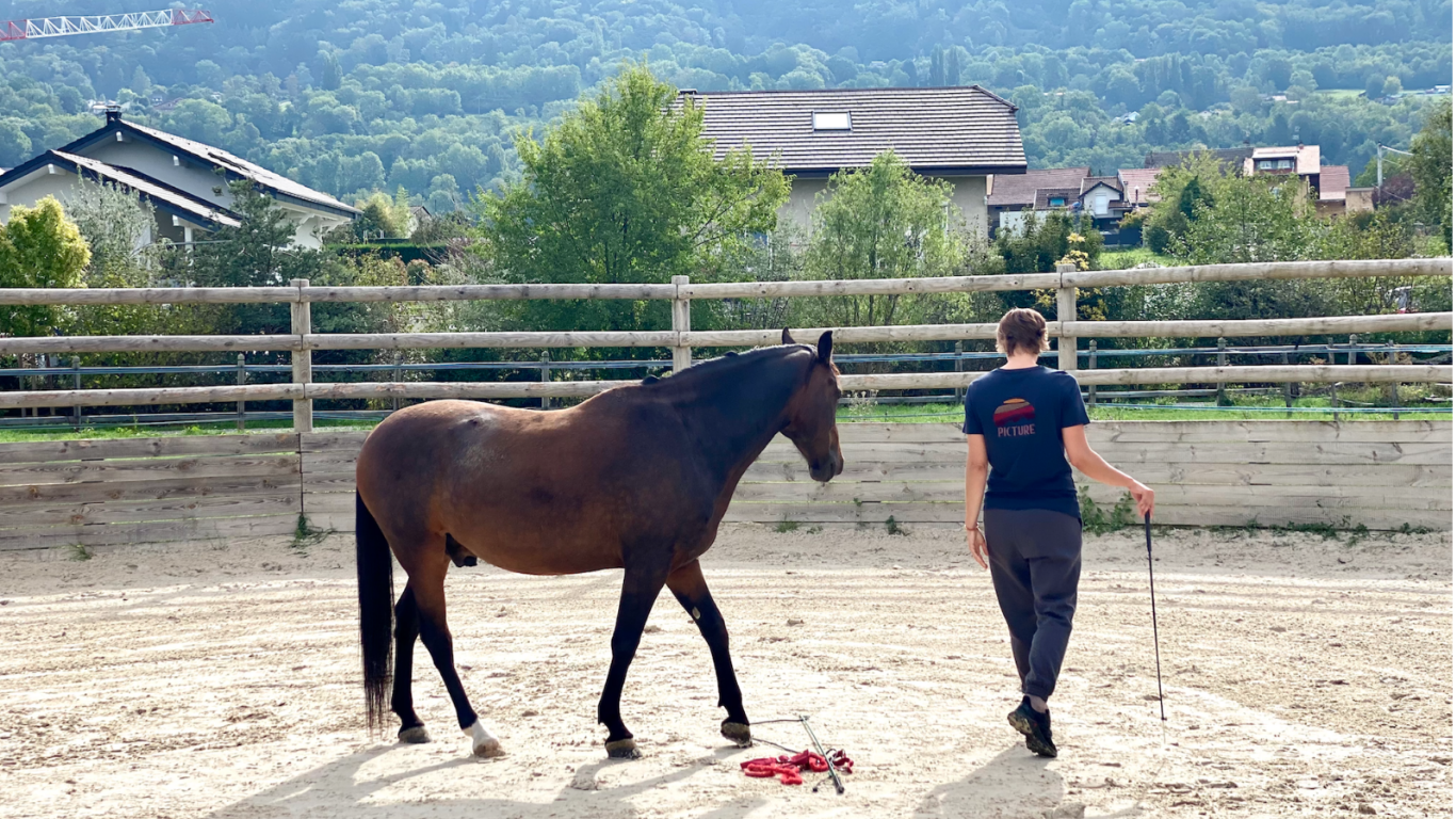 Montpellier Equicoaching Nature Chevaux Coaching professionel