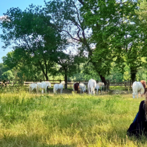 Coaching Montpellier Nature Connaissance de soi Nature Chevaux