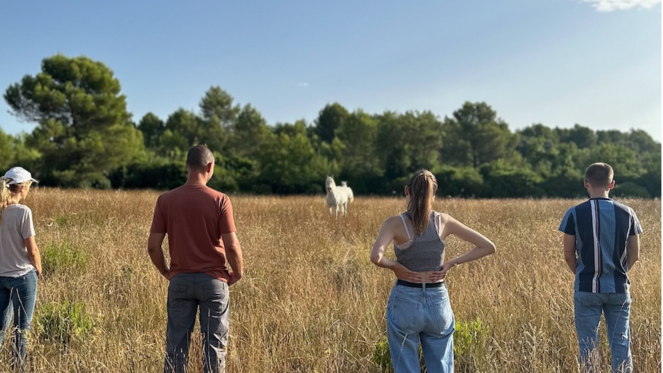 Communication animale equicoaching chevaux nature